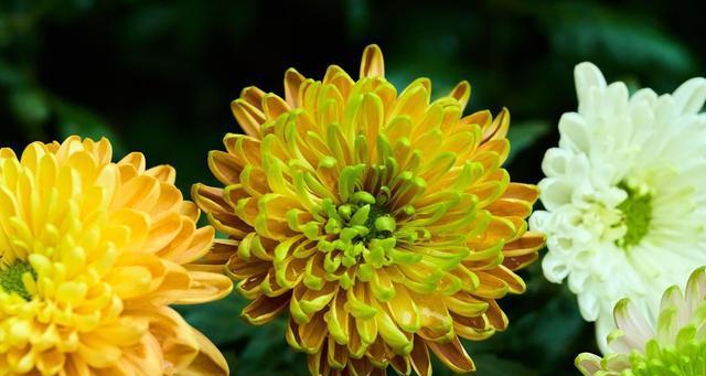 菊花在中国的寓意和文化传承（菊花寓意的深远影响及其在中国传统文化中的地位）