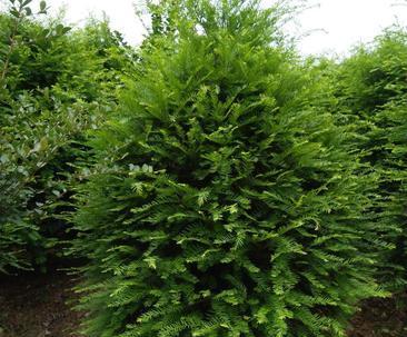 红豆杉是什么树？它主要生长在哪些地方？