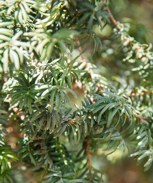 红豆杉是什么树？它主要生长在哪些地方？