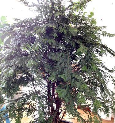 红豆杉是什么树?它主要生长在哪些地方?