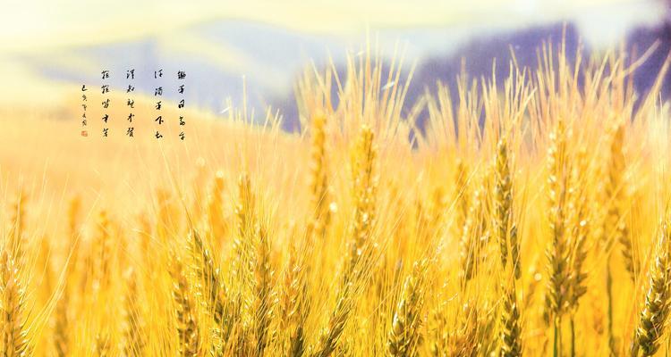 小麦几月份成熟采摘？如何判断最佳收割时间？