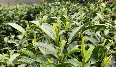 茶叶的生长周期是多长时间？如何管理以提高产量和质量？