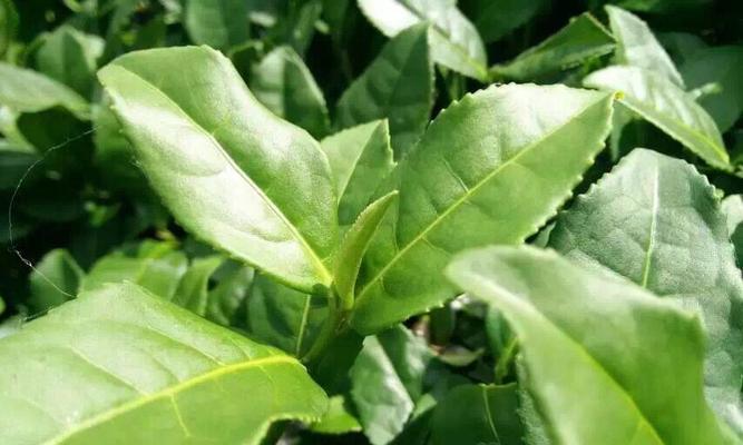 茶叶的生长周期是多长时间？如何管理以提高产量和质量？