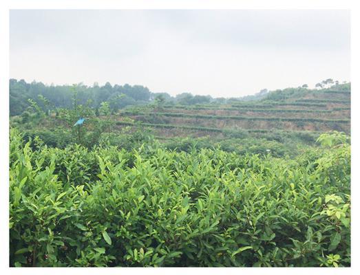 茶叶的生长周期是多长时间？如何管理以提高产量和质量？