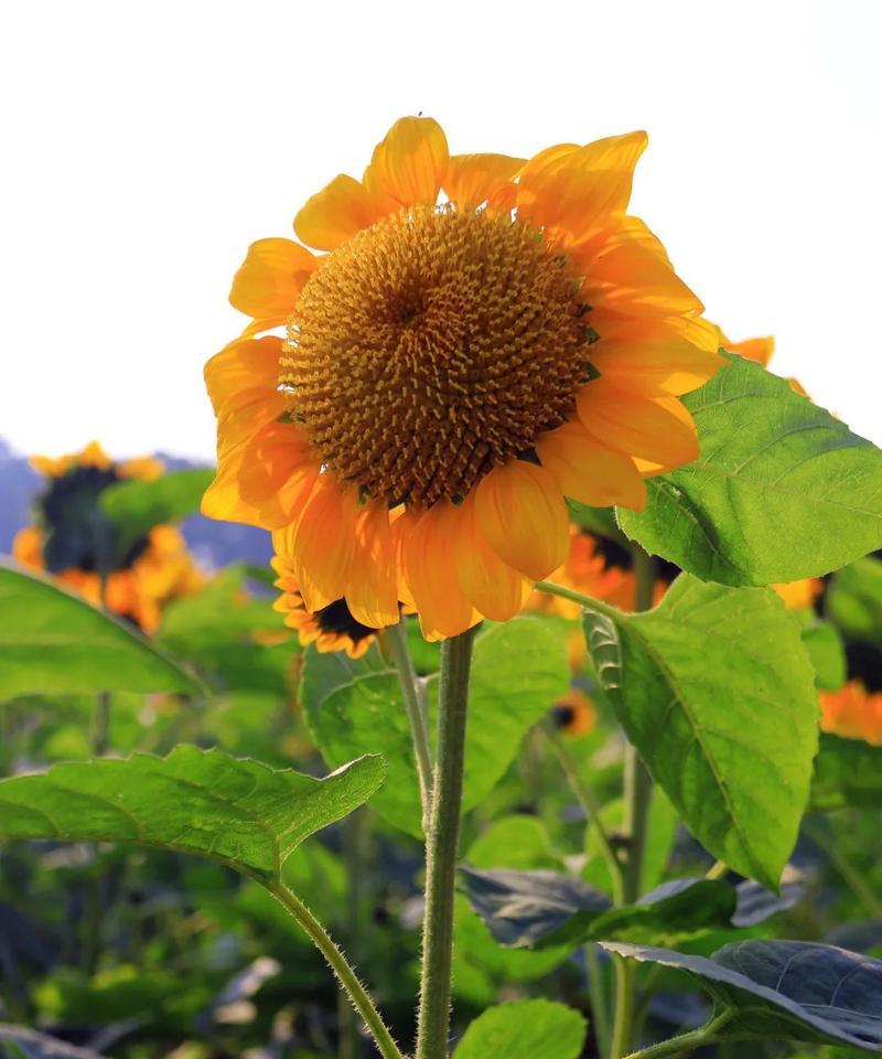 阳光向上的植物（探寻自然中的秘密）