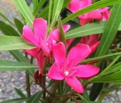 夹竹桃属于什么植物类型？夹竹桃的分类和特性是什么？