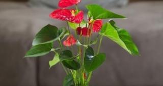 花草浇水频率如何根据季节调整?春夏秋冬浇水有何区别?