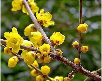 用百合花传达成功的力量(百合花——成功的象征与助推器)