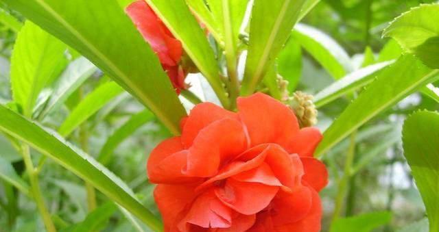 凤仙花冬天会死吗？冬季养护技巧有哪些？