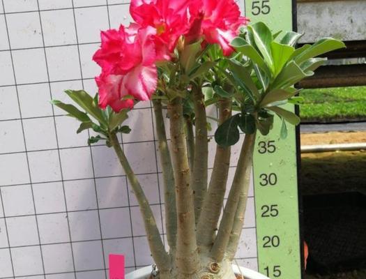 沙漠玫瑰什么品种最好?如何挑选最佳品种? 沙漠玫瑰什么品种最好?如何挑选最佳品种?