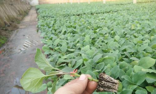 茄子种子怎么种植？种植茄子种子的正确步骤是什么？