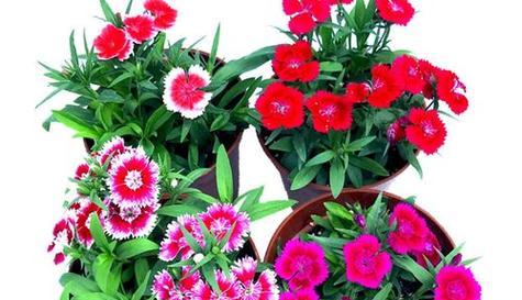 石竹花播种的最佳时间是什么时候?播种后如何照料? 石竹花播种的最佳时间是什么时候?播种后如何照料?