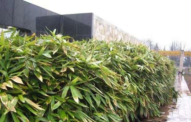 庭院种竹子好吗？竹子种植的利弊是什么？