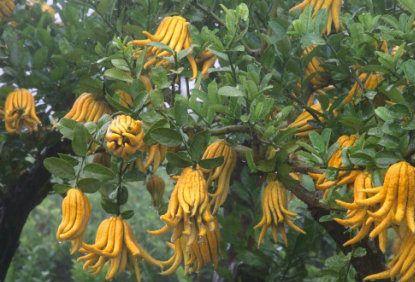 佛手柑的功效与作用是什么？如何正确使用佛手柑？