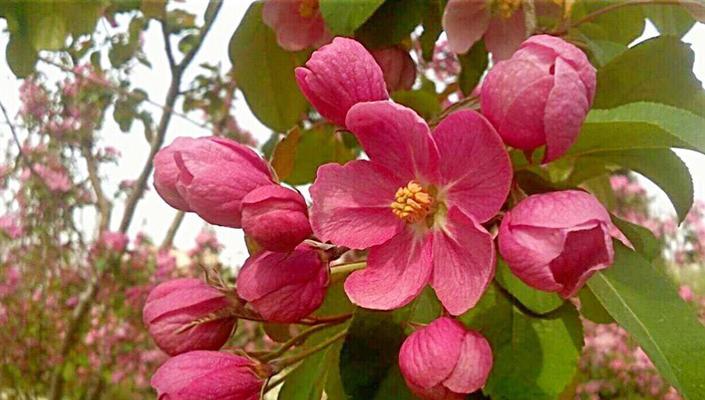 如何正确催花海棠花?海棠花催花的最佳时间和方法是什么?