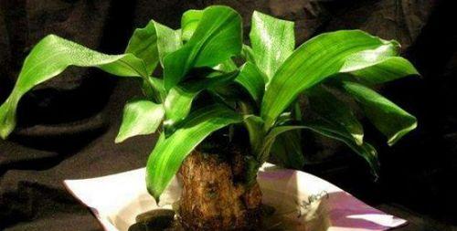 巴西木夏天浇水频率是多少？如何正确养护？