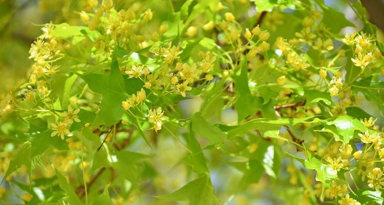 枫树开花吗?枫树的开花时间是什么时候?