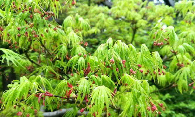 枫树开花吗？枫树的开花时间是什么时候？