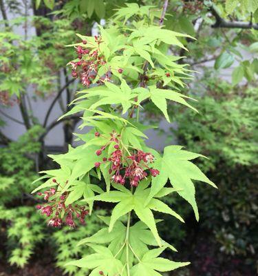 枫树开花吗？枫树的开花时间是什么时候？