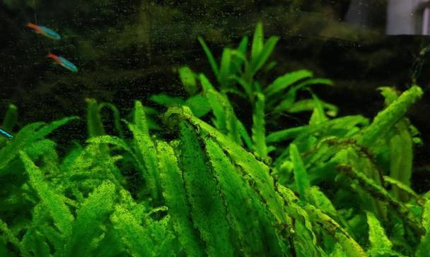 绿藻是植物吗?绿藻属于哪一类植物?