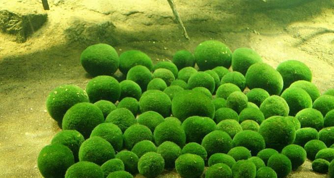 绿藻是植物吗？绿藻属于哪一类植物？
