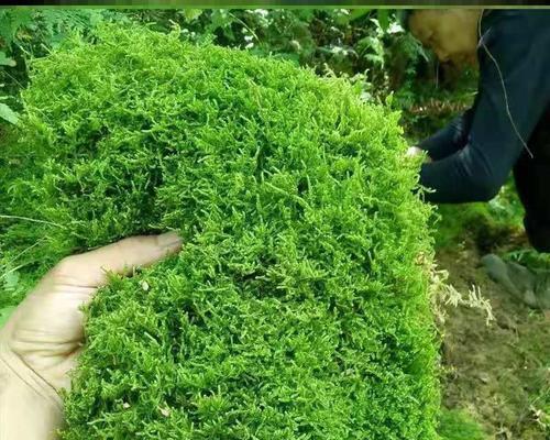 绿藻是植物吗？绿藻属于哪一类植物？