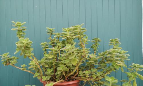 碰碰香需要多少阳光?如何正确照顾碰碰香?