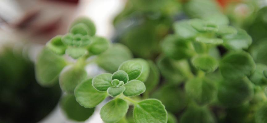 碰碰香需要多少阳光？如何正确照顾碰碰香？