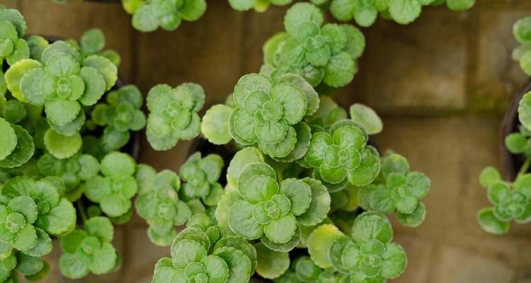 碰碰香需要多少阳光？如何正确照顾碰碰香？