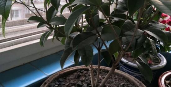 桂花浇水方法有哪些？如何正确给桂花浇水？