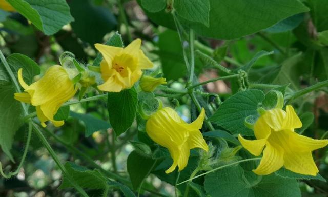 葫芦催花的最佳时间是什么时候？有哪些有效的方法？