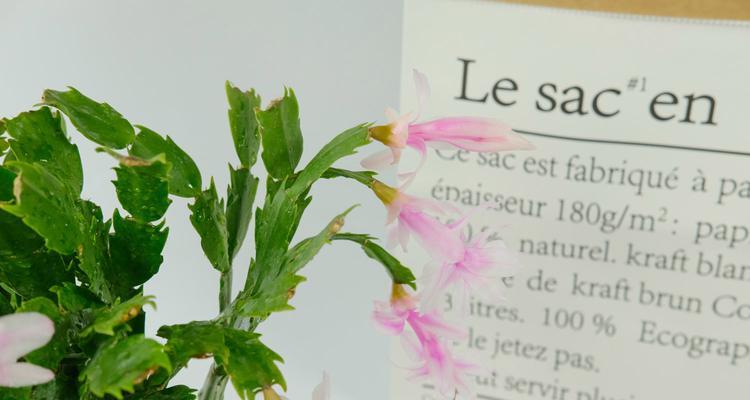 蟹爪兰开完花后如何处理?需要修剪吗?