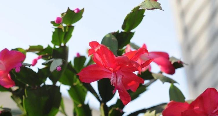 蟹爪兰是什么植物?如何正确养护蟹爪兰?