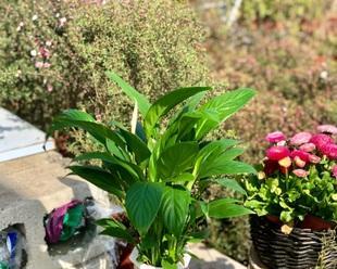 一帆风顺冬天会开花吗？如何确保冬季开花？