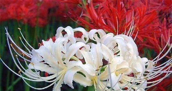 彼岸花种植方法是什么？种植过程中需要注意哪些事项？