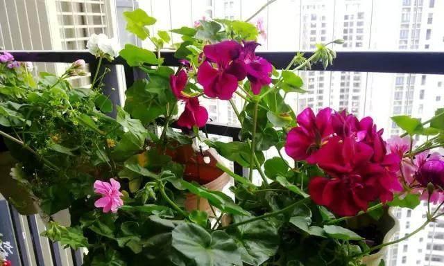家里阳台适合种什么花?阳台花卉种植的常见问题解答 家里阳台适合种什么花?阳台花卉种植的常见问题解答
