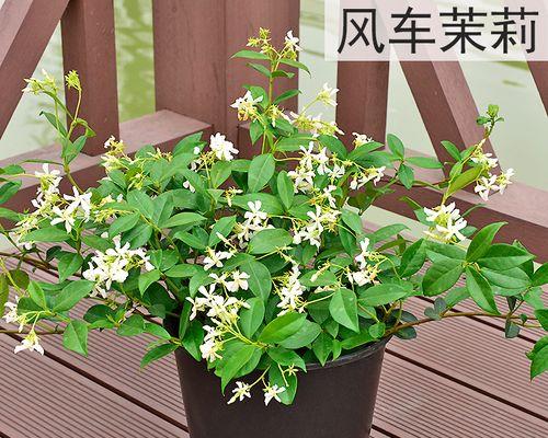 家里阳台适合种什么花?阳台花卉种植的常见问题解答 家里阳台适合种什么花?阳台花卉种植的常见问题解答