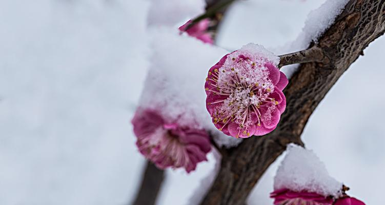 雪梅是什么植物?雪梅的特征和生长环境有哪些?_花植网