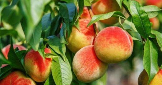 桃树几天浇一次水最好？如何科学地进行水分管理？