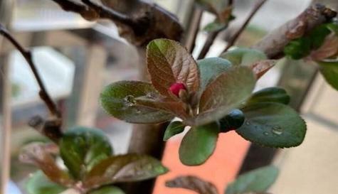 如何正确浇水海棠花？最佳浇水时间是什么时候？