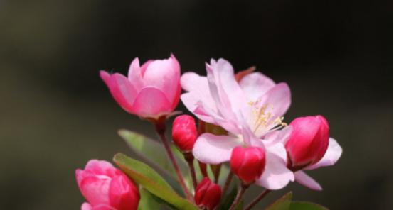 海棠什么时候开花？开花时间是哪个季节？