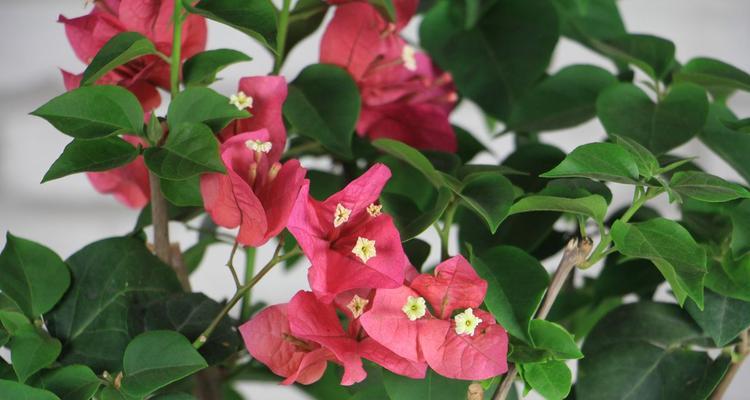 三角梅好养活吗？容易养活吗？