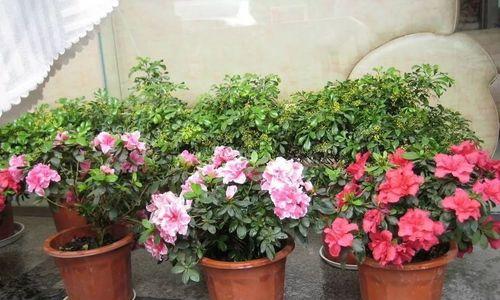 耐寒好养的花卉有哪些？如何选择适合冬季的植物？