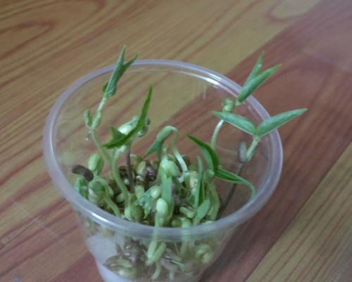 水培绿豆怎么养才能更旺盛？掌握这些技巧轻松搞定！