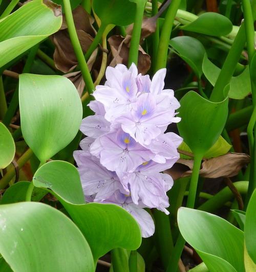 水葫芦属于蕨类植物吗？常见误区有哪些？