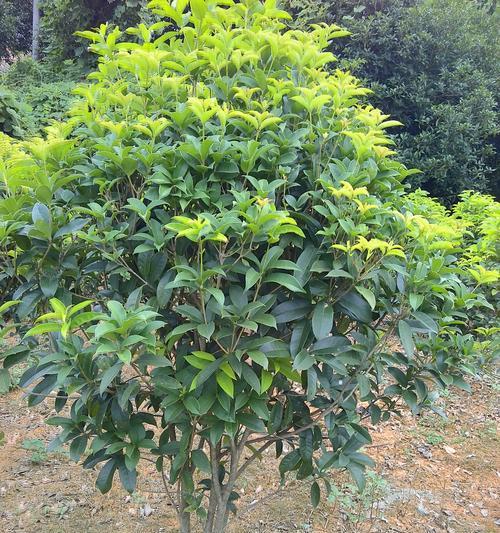 桂花树一年能长多少?了解其生长速度和特点