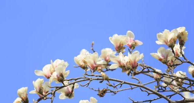 白玉兰秋天会开花吗？如何正确养护以促进开花？