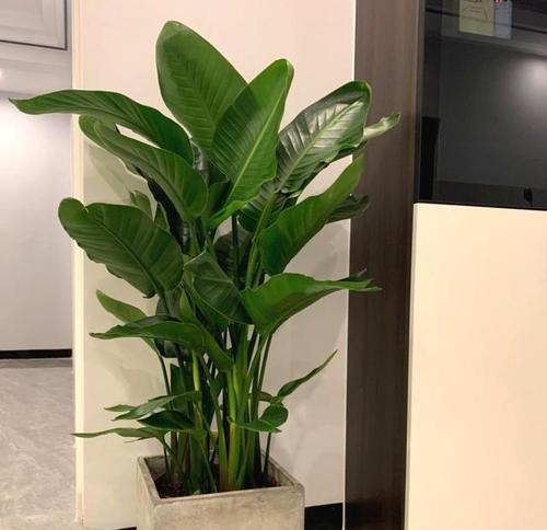 天堂鸟多久浇一次水合适？如何判断浇水时机？