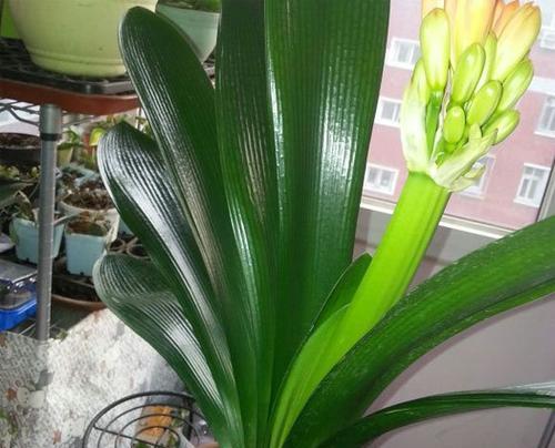 君子兰哪个品种好看又好养活?易养活的君子兰品种有哪些?