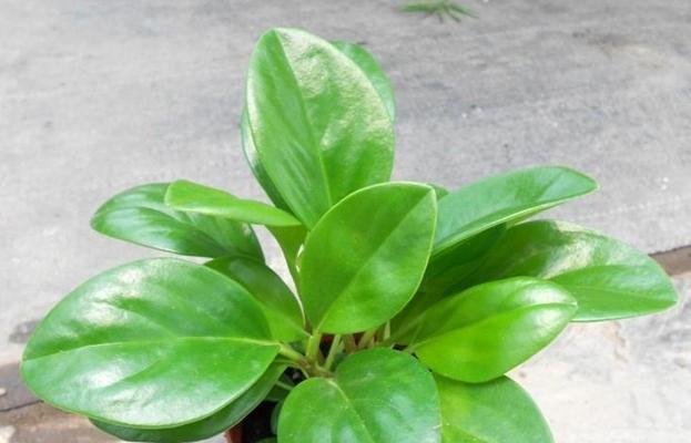 家里养碧玉风水好吗？碧玉的风水作用是什么？